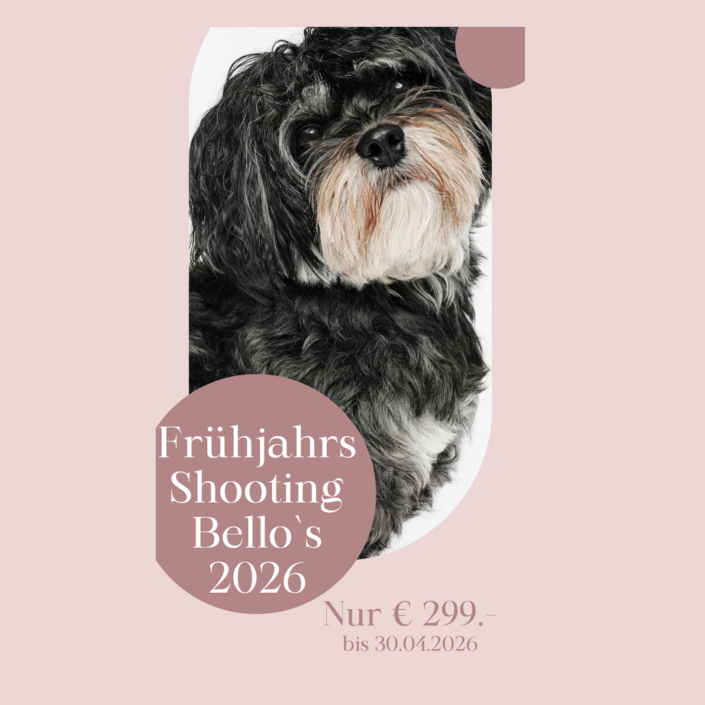 Bellos-Hundeportrait-Fruehjar-2026 Bellos-Hundeportrait-Fruehjar-2026