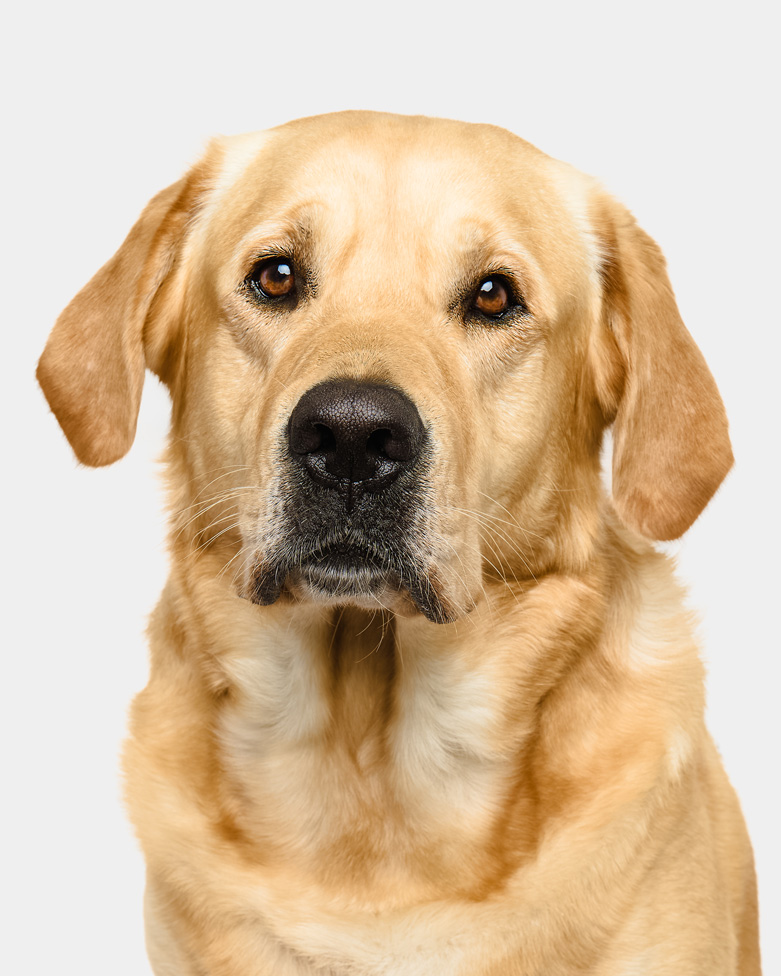 bellos-hunde-portrait-muenchen-henry-golden-retriever-copyright