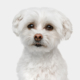 bellos-hunde-portrait-muenchen-augsburg-malteser-havaneser-bichon-frise-mix-hummel-copyright