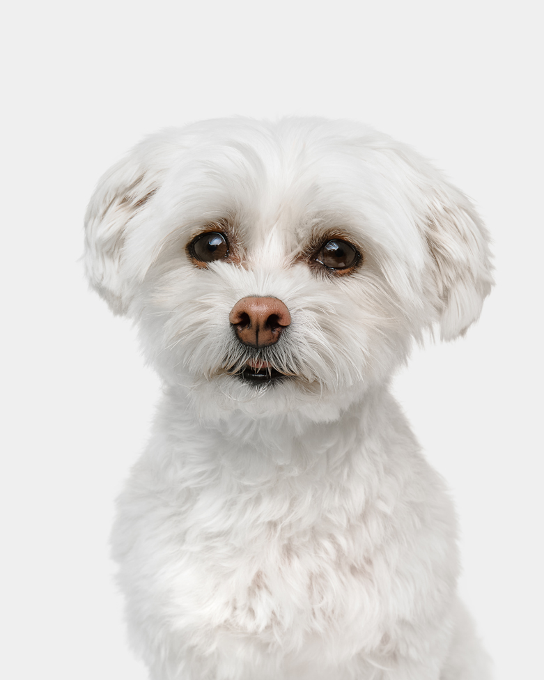 bellos-hunde-portrait-muenchen-augsburg-malteser-havaneser-bichon-frise-mix-hummel-copyright