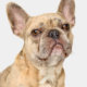 bellos-hunde-portrait-muenchen-jack-franzoesische-bulldogge-copyright