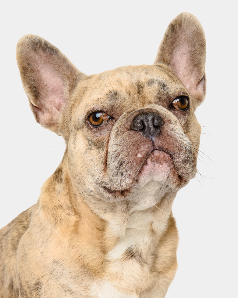 bellos-hunde-portrait-muenchen-jack-franzoesische-bulldogge-copyright