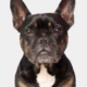 bellos-hunde-portrait-muenchen-leo-franzoesische-bulldogge-copyright