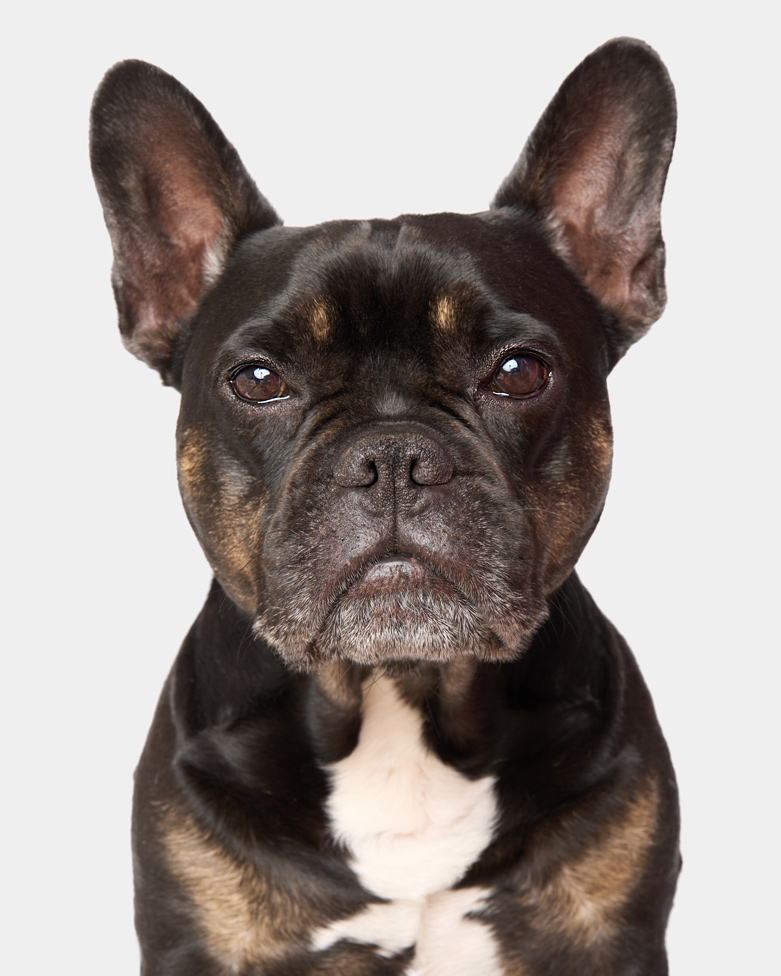 bellos-hunde-portrait-muenchen-leo-franzoesische-bulldogge-copyright