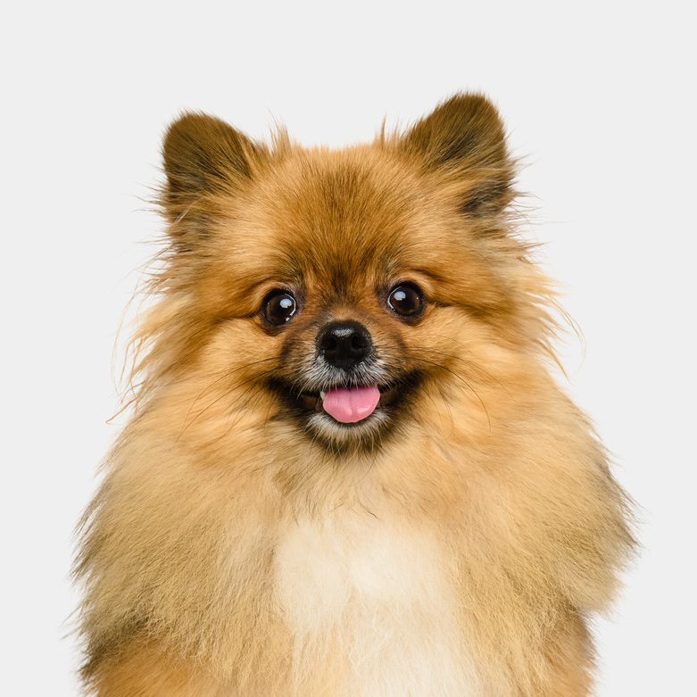 bellos-hunde-portrait-muenchen-nala-pomerainan-copyright