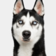 bellos-hunde-portrait-odin-siberian-husky-muenchen-augsburg-copyright