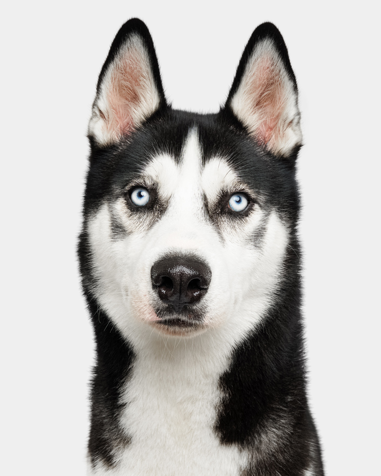 bellos-hunde-portrait-odin-siberian-husky-muenchen-augsburg-copyright