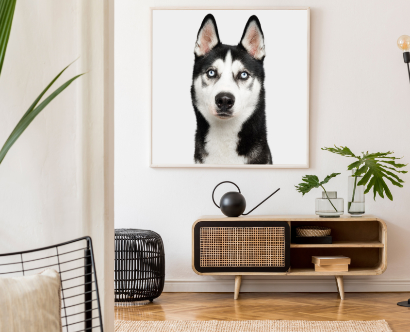 bellos-hunde-portrait-muenchen-augsburg-odin-siberian-husky